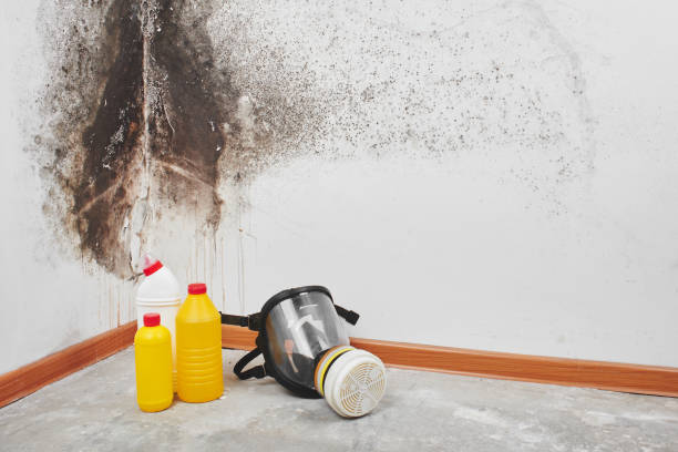 Best Water Damage Restoration  in Lineville, AL