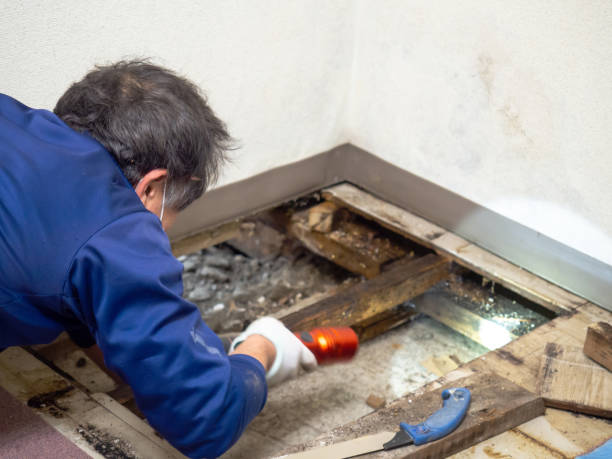 Best Mold Testing  in Lineville, AL