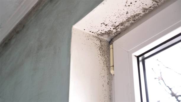 Mold Testing and Removal in Lineville, AL