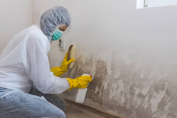 Best Mold Remediation  in Lineville, AL