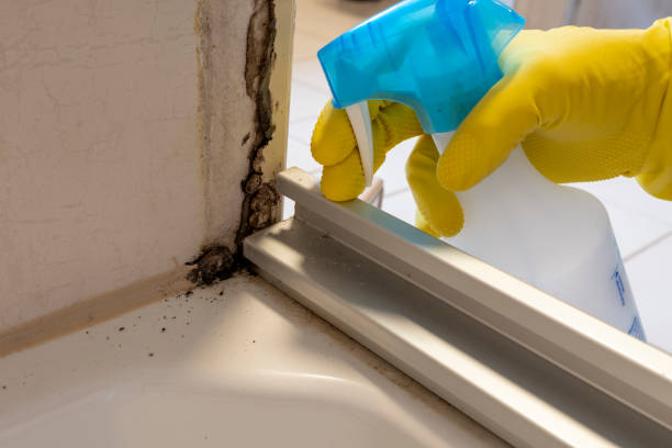 Best Toxic Mold Removal  in Lineville, AL