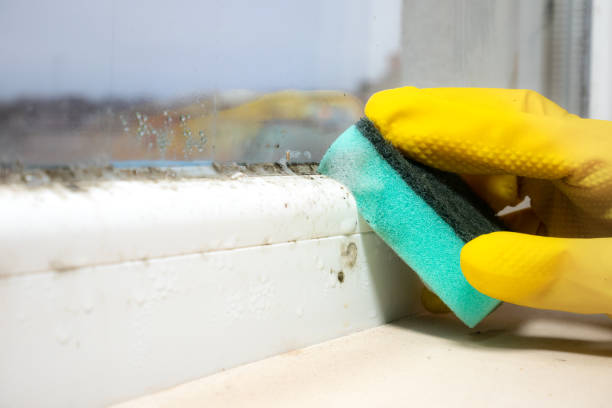 Professional Mold Removal in Lineville, AL