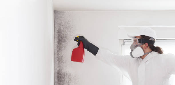Best Attic Mold Removal  in Lineville, AL