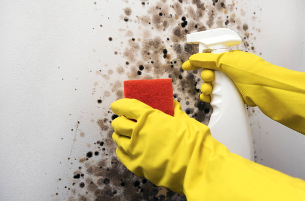 Best Mold Removal Specialists  in Lineville, AL