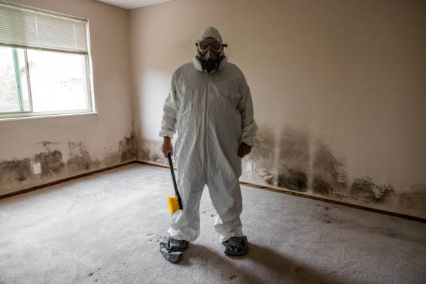Best Mold Testing and Removal  in Lineville, AL