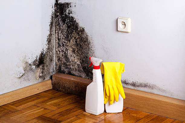 Best Same-Day Mold Removal  in Lineville, AL