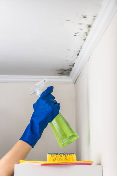 Best Best Mold Removal Companies  in Lineville, AL
